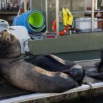 Cabo San Lucas Snorkel Adventure with Photos Included - The Starting Point at P Dock and Roundtrip Transport