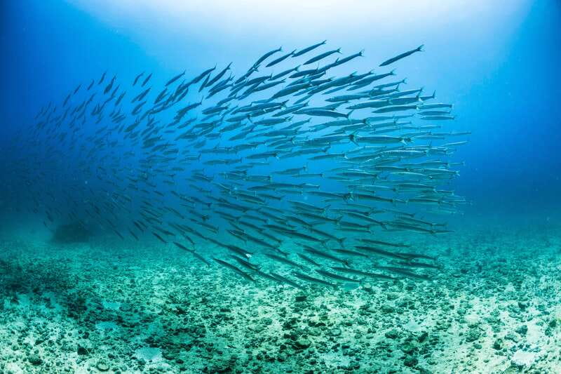 Cabo San Lucas: Snorkel, Lunch and Sail Experience - Meeting Point and Transportation Details