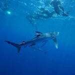 Cabo San Lucas: Snorkel with Sharks w/Drinks & Snacks - Meeting Point at Mako Sea Wildlife & Dive Experience