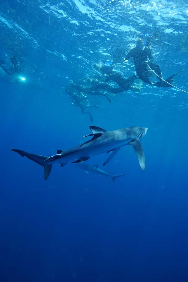 Cabo San Lucas: Snorkel with Sharks w/Drinks & Snacks - Meeting Point at Mako Sea Wildlife & Dive Experience