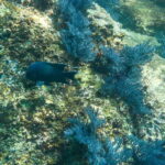 Cabo San Lucas: Snorkeling at Lovers Beach - What to Expect During the Snorkeling Tour