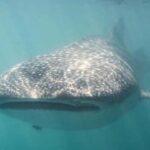 Cabo San Lucas: Snorkeling with Whale Sharks & Breakfast - From Cabo San Lucas to Baja’s Marine Hotspots