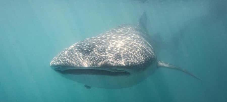 Cabo San Lucas: Snorkeling with Whale Sharks & Breakfast - From Cabo San Lucas to Baja’s Marine Hotspots