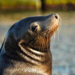 Cabo San Lucas: Sunset Cruise - What Makes the Cabo San Lucas Sunset Cruise Special