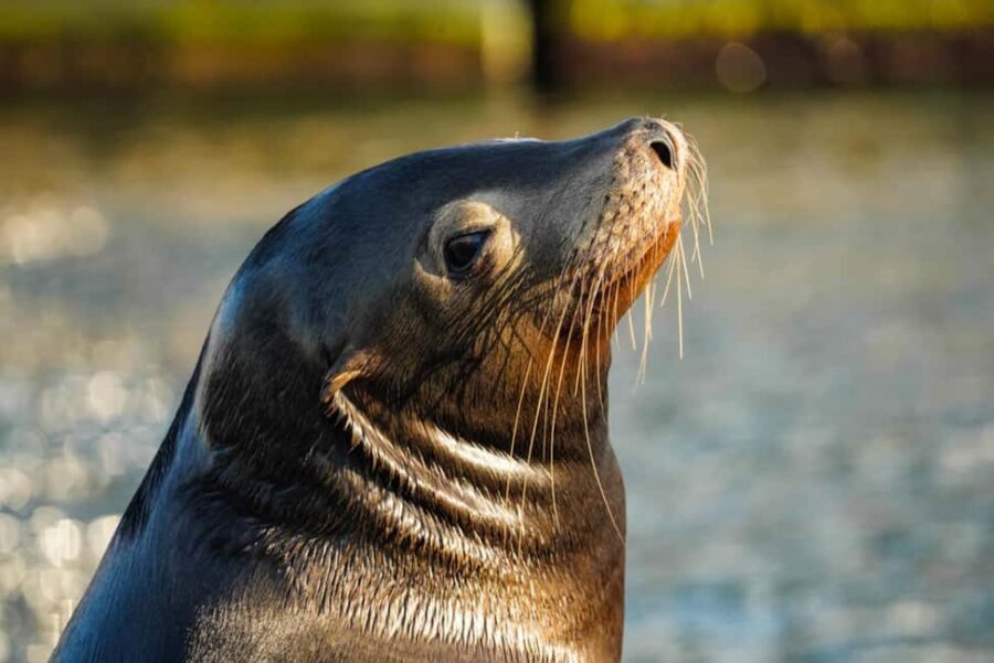 Cabo San Lucas: Sunset Cruise - What Makes the Cabo San Lucas Sunset Cruise Special