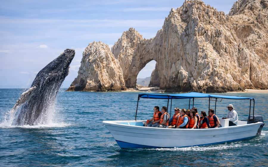 Cabo San Lucas Tour | Arch, Lovers Beach & Whale Waching - Whale Watching in Cabo’s Seasonal Waters
