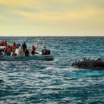 Cabo San Lucas: Up-Close Whale Watching Small-Group Tour - The Itinerary: From the Marina to the Open Waters
