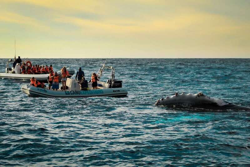 Cabo San Lucas: Up-Close Whale Watching Small-Group Tour - The Itinerary: From the Marina to the Open Waters