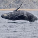 Cabo San Lucas: Whale Watching and Snorkeling Tour - Starting Point and Transportation Logistics