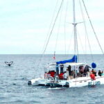 Cabo San Lucas: Whale Watching Catamaran Experience - Exploring Landmarks and Photo Opportunities