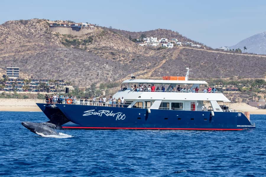 Cabo San Lucas: Whale Watching Tour with Buffet & Open Bar - Departing from Dock #4 at Cabo San Lucas Marina