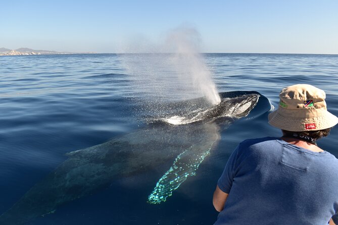 Cabo San Lucas Whale Watching Tour with Photos Included - The Journey to the Iconic El Arco and Marine Sights