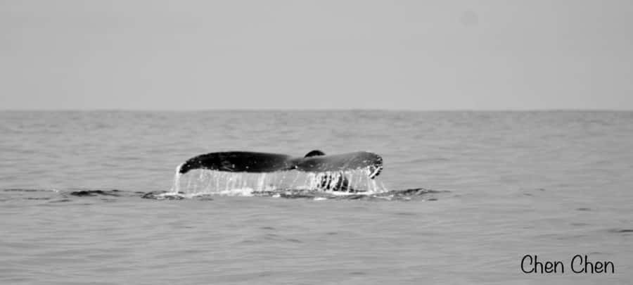 Cabo San Lucas: Whale Watching Tour - The Experience of Listening to Whale Songs with a Hydrophone
