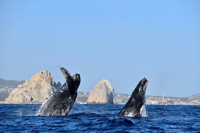 Cabo Whale Watching Cruise - Whale Sightings and Marine Behavior Insights