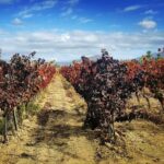 Cagliari Private Shore Excursion: Wine and Cheese Tasting - Tasting at the Serdiana Wine Estate