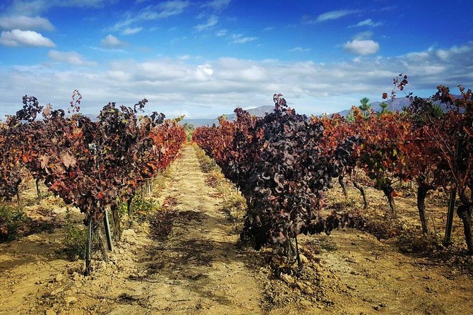 Cagliari Private Shore Excursion: Wine and Cheese Tasting - Tasting at the Serdiana Wine Estate