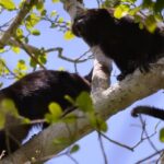 Calakmul Ancient Maya City Tour From Xpujil - Experience the Scenic Drive into the Biosphere Reserve