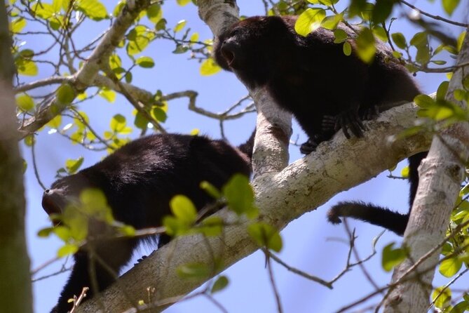 Calakmul Ancient Maya City Tour From Xpujil - Experience the Scenic Drive into the Biosphere Reserve