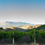 Calaveras/Tuolumne Digital Wine Tasting Passport - Discover the Region’s Historic Wineries in Calaveras and Tuolumne
