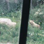 Calgary:Moraine Lake Sunrise & Lake Louise & Wildlife Safari - How the Tour Starts in Calgary, Canmore, and Banff