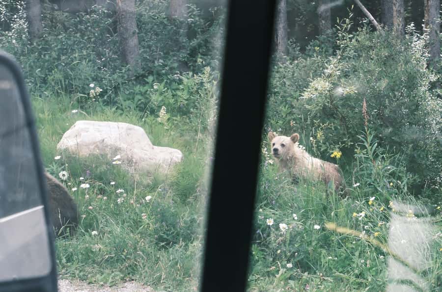 Calgary:Moraine Lake Sunrise & Lake Louise & Wildlife Safari - How the Tour Starts in Calgary, Canmore, and Banff