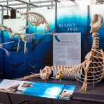 California Academy of Sciences Ticket in San Francisco - The Aquarium’s Vibrant Marine Life and Coral Reefs