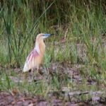 Camargue 4x4 Safari Day - Exploring the Flora and Fauna of Camargue
