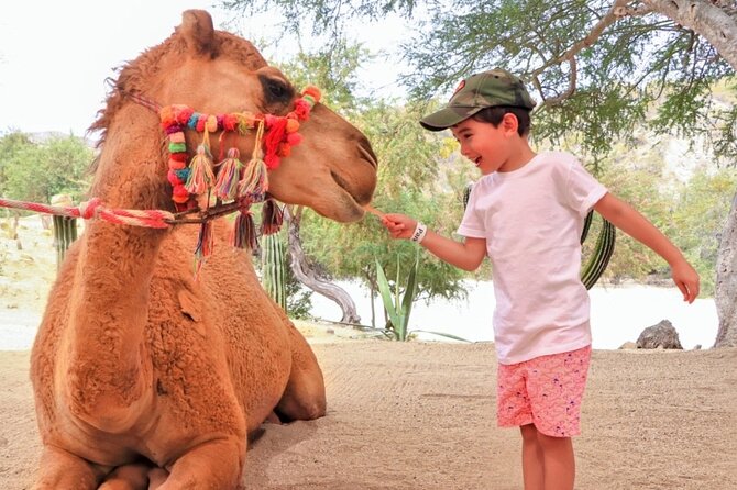 Camel Desert Ride Experience in Cabo - Scenic Paths and Wildlife Encounters