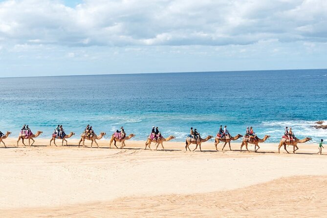 Camel Ride Adventure in Los Cabos Beach Safari & Tequila Tasting - From Playa Migrino to the Camel Sanctuary