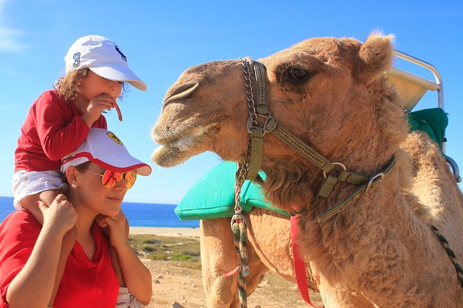 Camel Ride & Encounter at Los Cabos - Exploring the Ecological Reserve for Native Plants and Wildlife