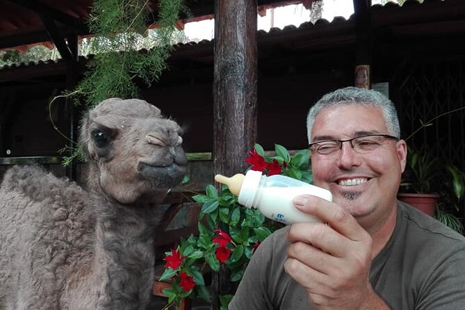 Camel Ride in Fataga with Tapas and drinks - Exploring the Valley of the One Thousand Palms by Camel