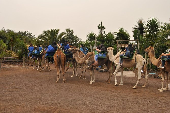 Camel Riding Tour at El Tanque, Tenerife - Upgrading Your Experience: Hotel Pickup and Canarian Tapas