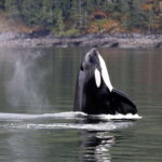 Campbell River: 6 Hour Covered Whale Watching Tour w/ Lunch - Campbell River Departure Location and Logistics