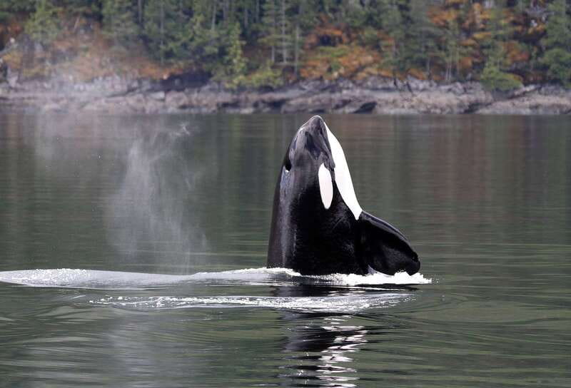 Campbell River: 6 Hour Covered Whale Watching Tour w/ Lunch - Campbell River Departure Location and Logistics