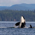 Campbell River: 6 Hour Zodiac Whale Watching Tour w/ Lunch - Starting Point and Departure Details in Campbell River