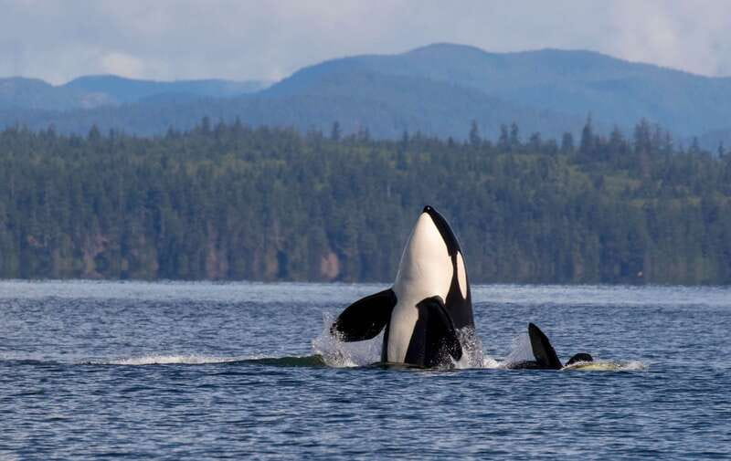 Campbell River: 6 Hour Zodiac Whale Watching Tour w/ Lunch - Starting Point and Departure Details in Campbell River
