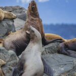 Campbell River: 7-Hour Big Animal Encounter Boat Tour - The Departure Point and Vessel Details in Campbell River