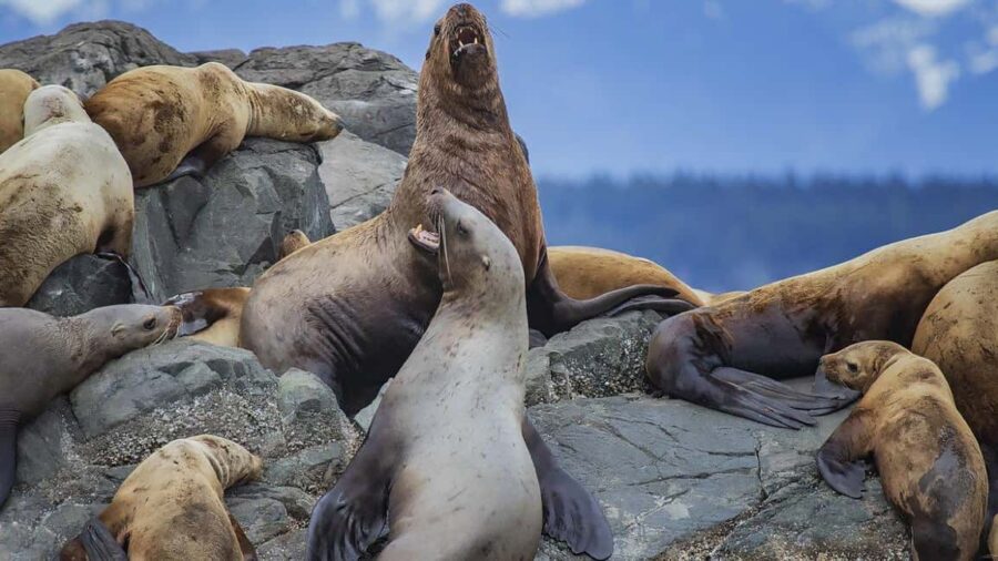 Campbell River: 7-Hour Big Animal Encounter Boat Tour - The Departure Point and Vessel Details in Campbell River