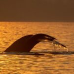 Campbell River, BC: 2 Hour Coastal Sunset Tour By Boat - The Experience on a Transport Canada-Approved Boat