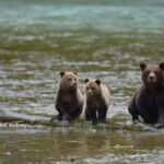 Campbell River: Bute Inlet Grizzly-Watching Tour & Boat Ride - Journey to Bute Inlet: Starting Point and Transport