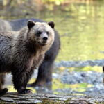 Campbell River: Deluxe Grizzlies & Indigenous Culture tour - Starting Point and Meeting Details at Homalco Wildlife & Cultural Tours