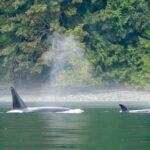 Campbell River: Salish Sea Whale Watching Adventure - Departure from Campbell Rivers Coast Marina