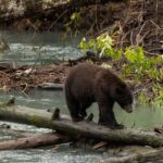 Campbell River: Toba Bears and Wilderness Grizzly Bear Tour - Starting Point and Meeting Logistics in Campbell River