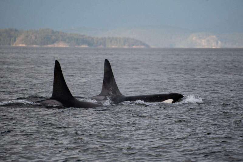 Campbell River: Whale Watching and Wildlife Viewing Day Tour - Campbell River’s Location as the Gateway to BC Wildlife