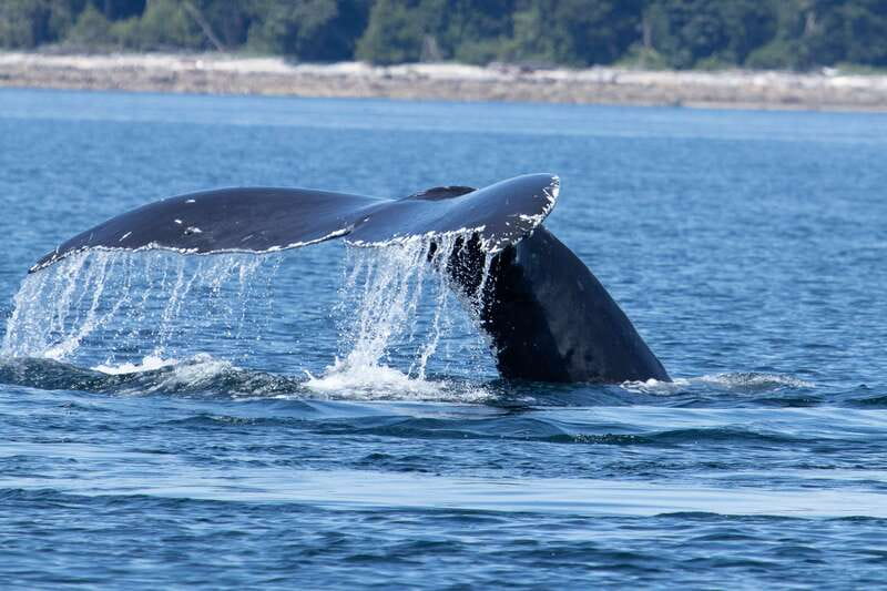 Campbell River: Whale Watching Cruise with Lunch - The Departure Point at Discovery Harbour Marina