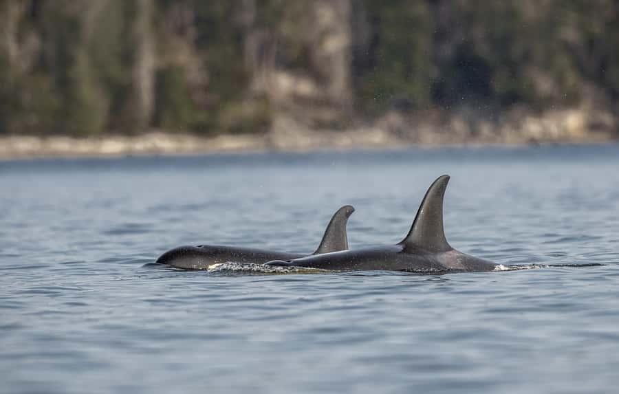 Campbell River - Whale watching: Family & budget-friendly - Starting Point at Fishermans Wharf in Campbell River