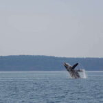 Campbell River: Whale & Wildlife Discovery Cruise - Departing from Discovery Harbour Marina for an Enriching Wildlife Expedition