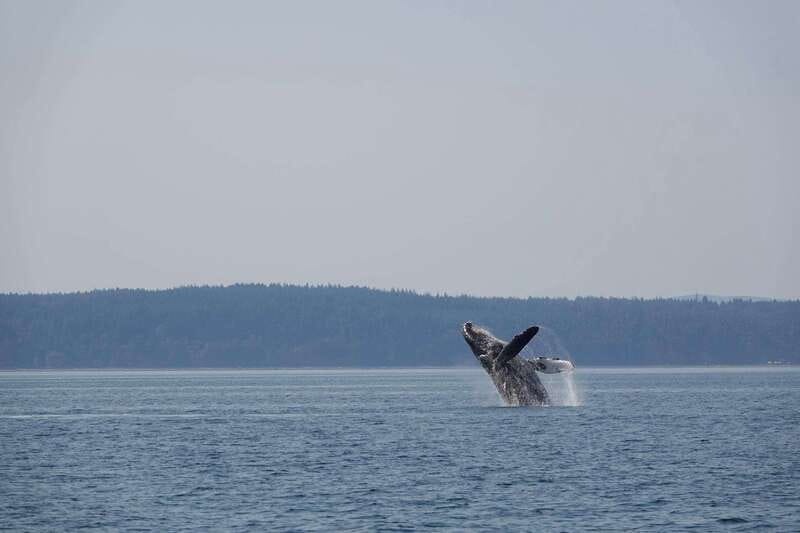 Campbell River: Whale & Wildlife Discovery Cruise - Departing from Discovery Harbour Marina for an Enriching Wildlife Expedition
