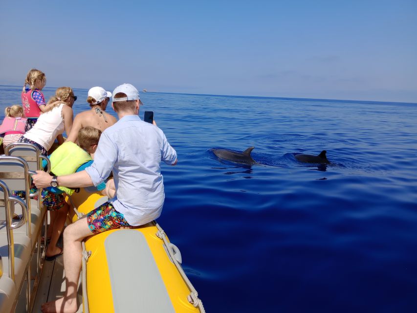 Can Picafort: Dolphin Watching Boat Tour, Swimming stop - Spot Playful Dolphins in Their Natural Habitat