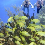 Cancun: Cancun Cenote Tour & Snorkeling - Exploring the Mystical Cenotes of Quintana Roo